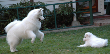 Lhotse and Denali play