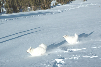 Running in the snow