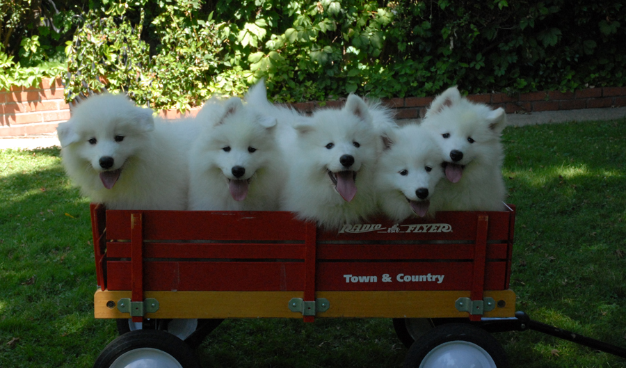 pups_wagon1_small.jpg